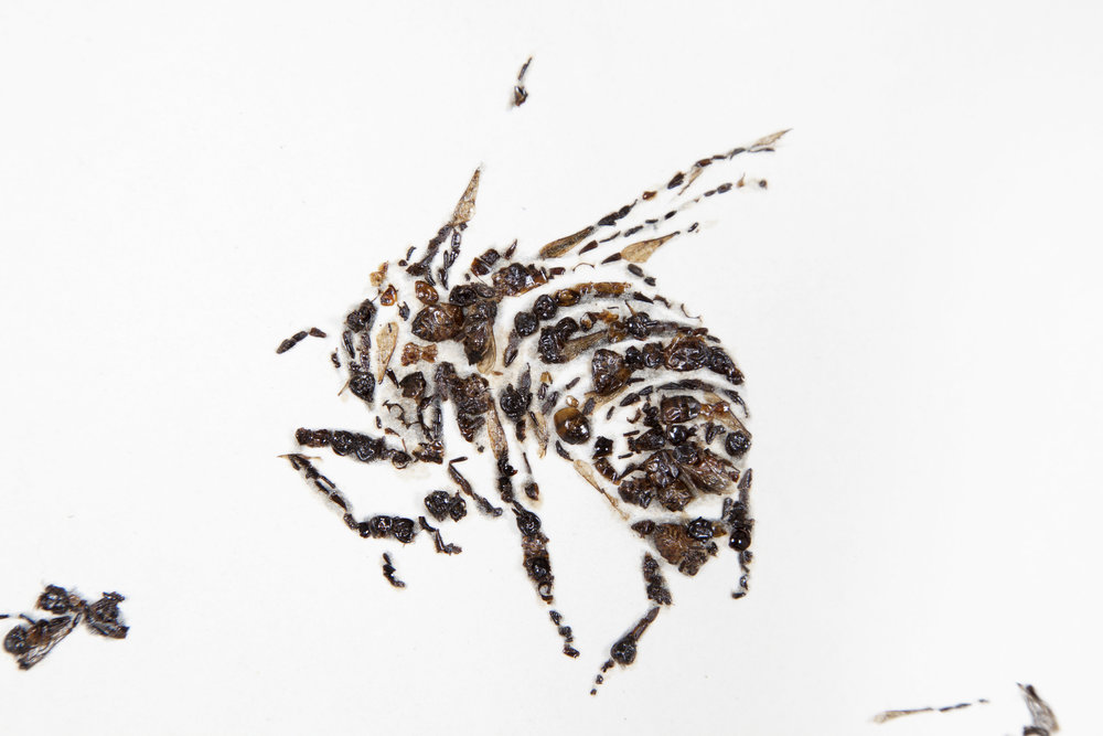 detail of Bees of Bees 5  2012  gum bichromate print with honeybees on paper  59 x 100 in